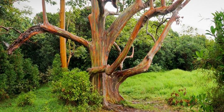 6 Out of this world Locations Rainbow Eucalyptus Southeast Asia