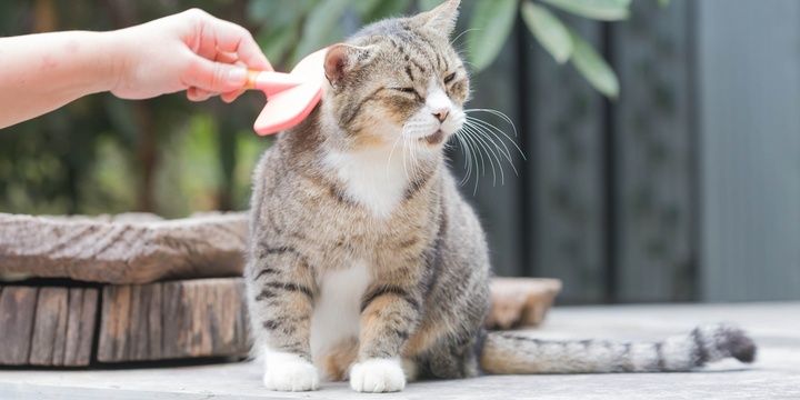 8 Useful Tips for a Perfectly Clean and Tidy House Brushing your pets
