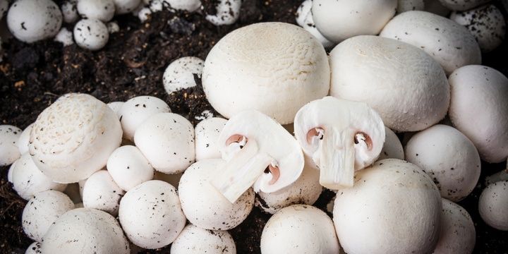 6 Unusual Ways to Make Full Use of Coffee Coffee helps grow mushrooms