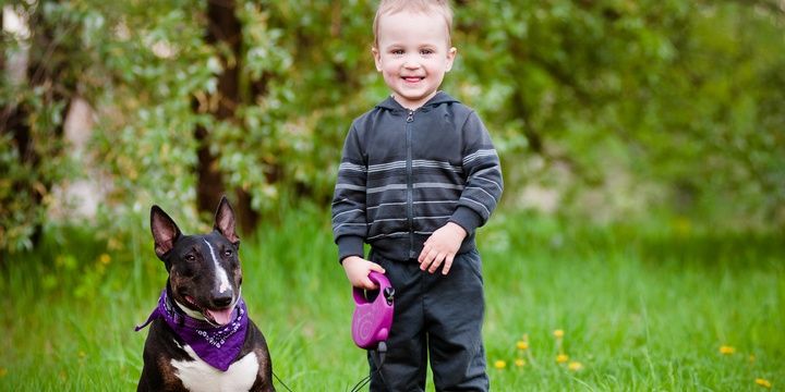 5 Dog Breeds That Are Perfect Partners for Your Kids Bull terrier