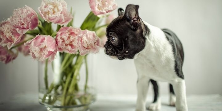5 Most Popular Small Breeds of Dogs Boston Terrier