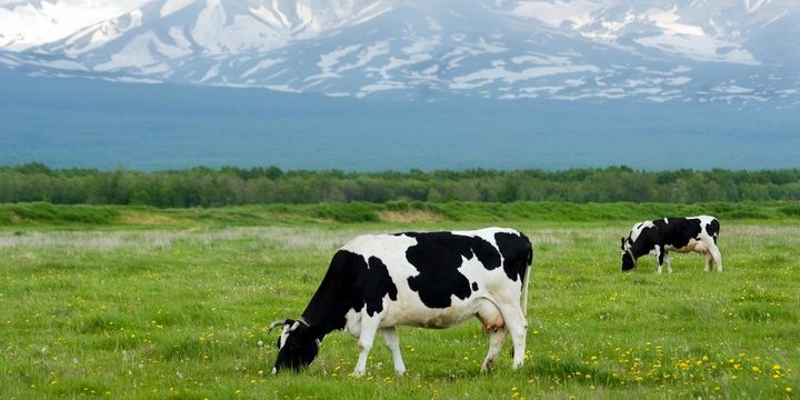 5 Species That Are Able to Detect Danger and Disease in People Cows