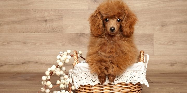 5 Most Popular Small Breeds of Dogs Miniature Poodle