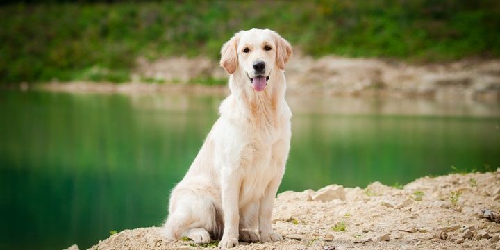 5 Dog Breeds That Are Perfect Partners for Your Kids Labrador retriever