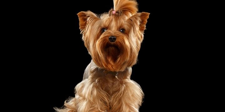 5 Most Popular Small Breeds of Dogs Yorkshire Terrier