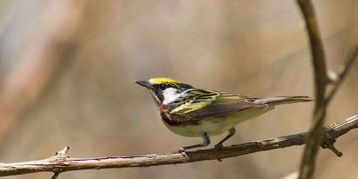 5 Species That Are Able to Detect Danger and Disease in People Golden Winged Warblers