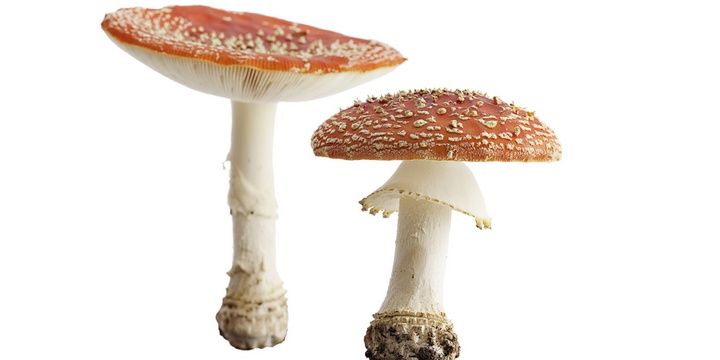 7 Foods You Consume Without Knowing How Poisonous They Are Mushrooms