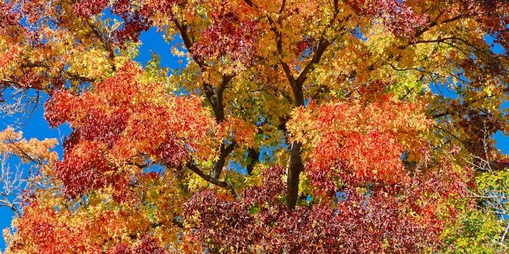 Smart Landscaping 5 Types of Trees You Should not Plant Sweetgum tree