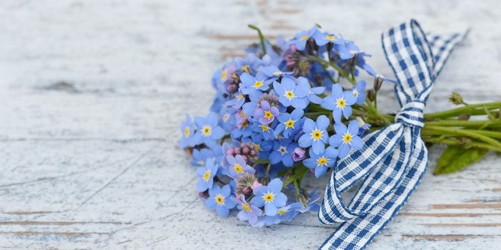 Every Wildflower Has a Story to Tell Forget-me-not