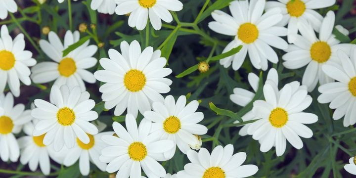 Every Wildflower Has a Story to Tell Daisy