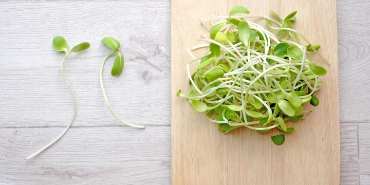 5 Most Common Foods in Your Kitchen That Are Deadly Sprouts