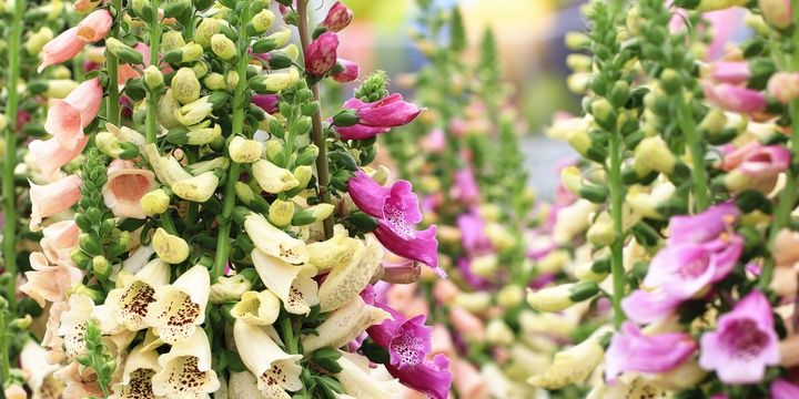 Every Wildflower Has a Story to Tell Foxglove