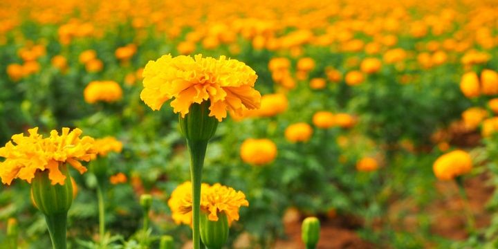 Every Wildflower Has a Story to Tell Marigold