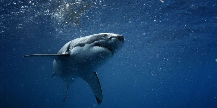 8 Facts to Keep in Mind When Leaving for Australia Only the great white shark is more dangerous and aggressive than the tiger shark