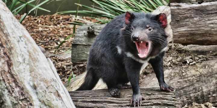 8 Facts to Keep in Mind When Leaving for Australia The island state of Tasmania is known for its Tasmanian devils