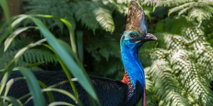 8 Facts to Keep in Mind When Leaving for Australia A cassowary is a bit smaller than an average ostrich