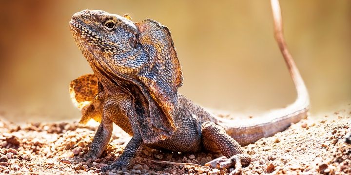 8 Facts to Keep in Mind When Leaving for Australia The frilled-neck lizard has sharp incisors