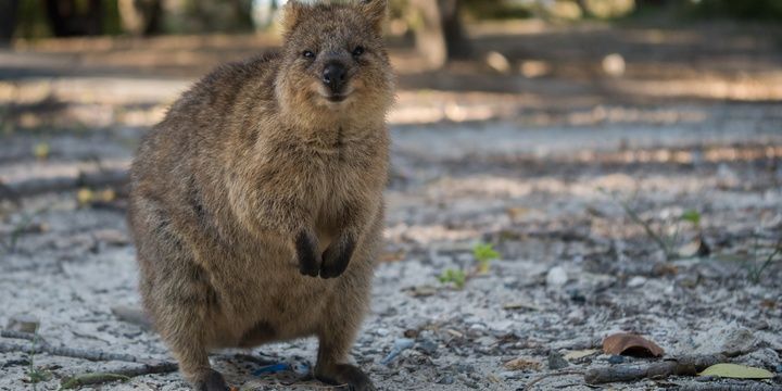 8 Facts to Keep in Mind When Leaving for Australia Who might ever think that Australian Quokkas would be included in the list of the most dangerous animals living in Australia