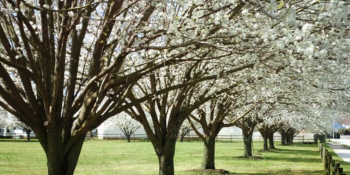 5 Species of Trees We All Should Avoid Bradford pear tree