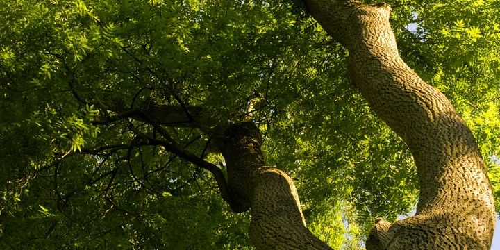 5 Species of Trees We All Should Avoid Ash tree