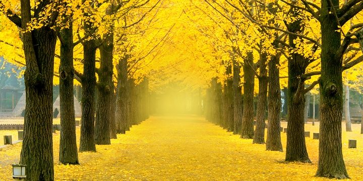 5 Species of Trees We All Should Avoid Ginkgo tree