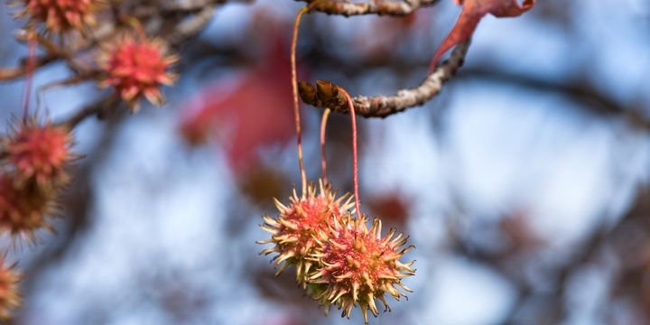 5 Species of Trees We All Should Avoid Sweetgum tree