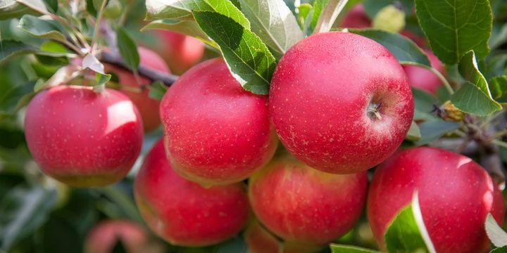 5 Products for a Slimmer Body Apples and other fruits