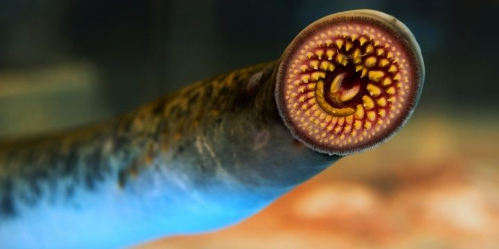 5 Most Unusual Creatures in the World Lamprey