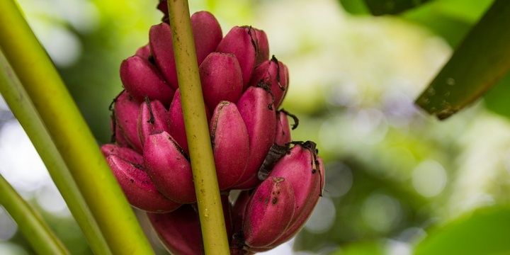 5 Special Properties That Bananas Have Red and Green