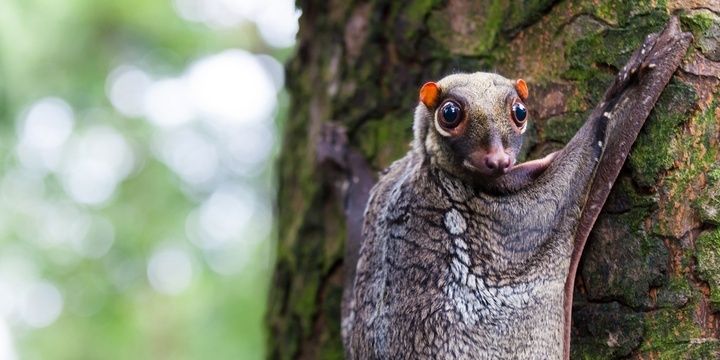 5 Weirdest Creatures You Would Never Imagine Might Exist Sunda Colugo