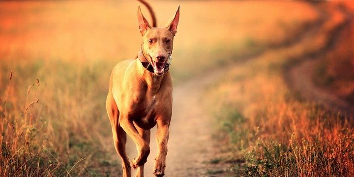 5 Dogs Most People Consider Unattractive Pharaoh Hound