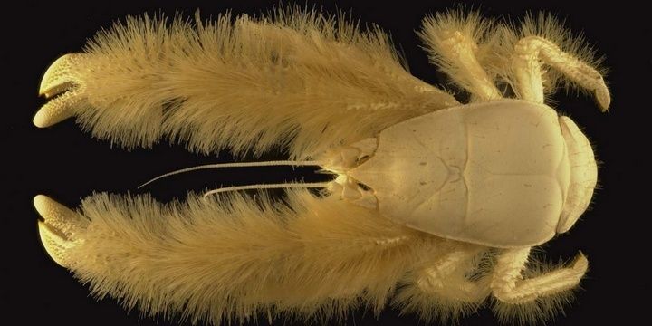 5 Most Unusual Creatures in the World The Yeti Lobster