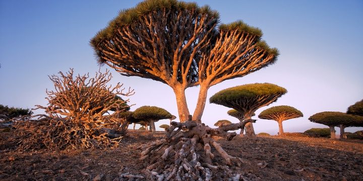 5 Places That You Wont Believe Exist Socotra