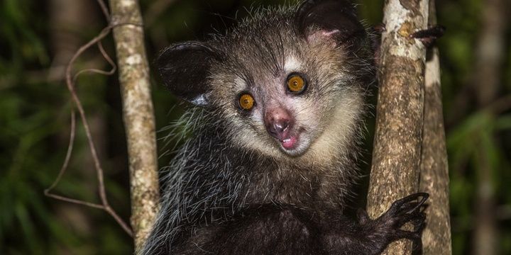 5 Weirdest Creatures You Would Never Imagine Might Exist The Aye-aye