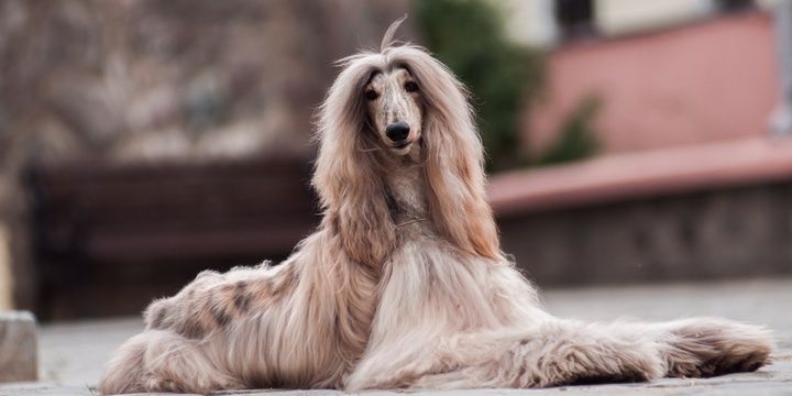 5 Dogs Most People Consider Unattractive Afghan Hound