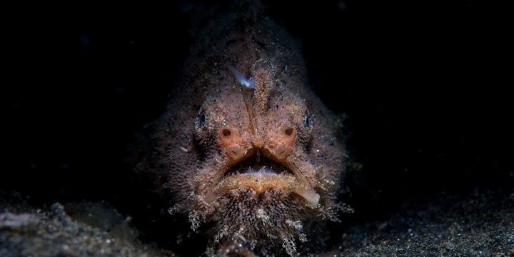 5 Most Unusual Creatures in the World The Hairy Frogfish