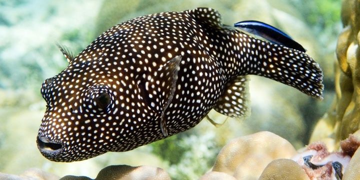 5 Weirdest Creatures You Would Never Imagine Might Exist The Guineafowl Puffer