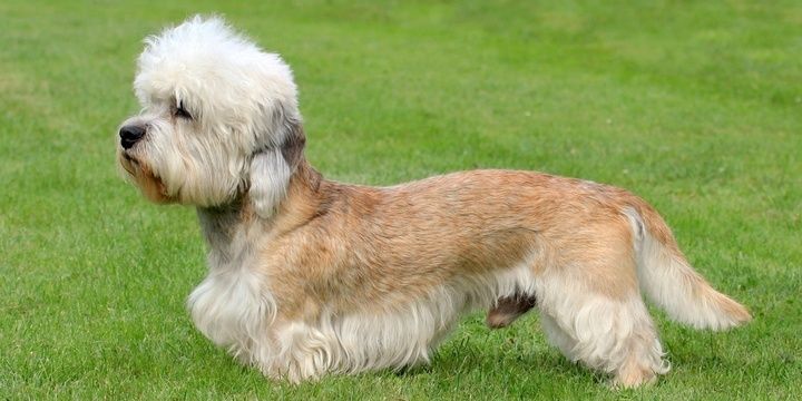 5 Dogs Most People Consider Unattractive Dandie Dinmont Terrier