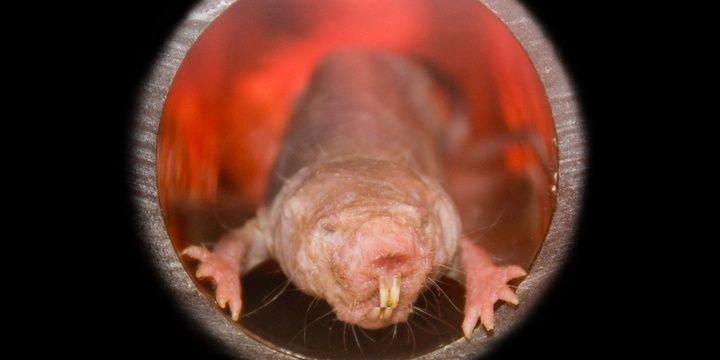 5 Most Unusual Creatures in the World Naked Mole Rat