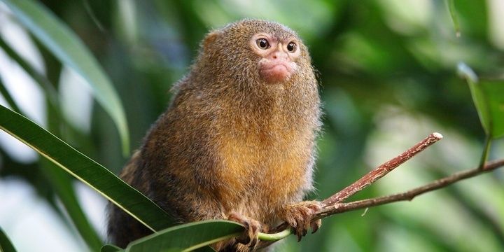 5 Weirdest Creatures You Would Never Imagine Might Exist The Pygmy Marmoset