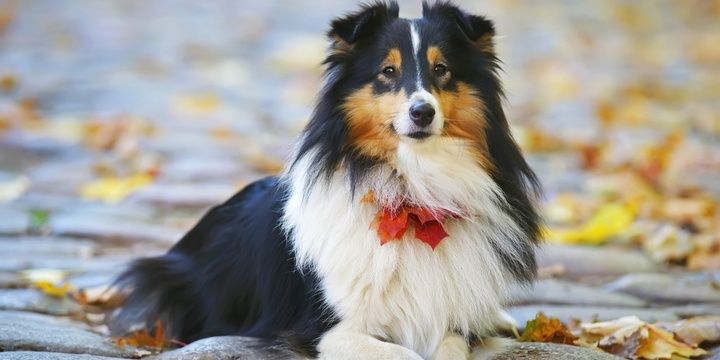 5 Most Intelligent Dog Breeds Shetland Sheepdog