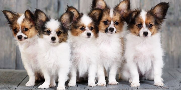 5 Most Intelligent Dog Breeds Papillon