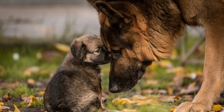 5 Most Intelligent Dog Breeds German Shepherd