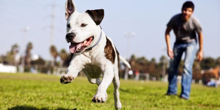 6 Dogs Breeds That Are Too Risky to Keep at Home Pit Bull