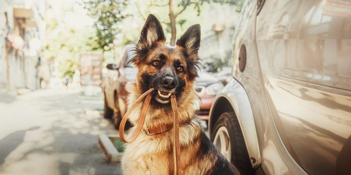 6 Dogs Breeds That Are Too Risky to Keep at Home German Shepherd