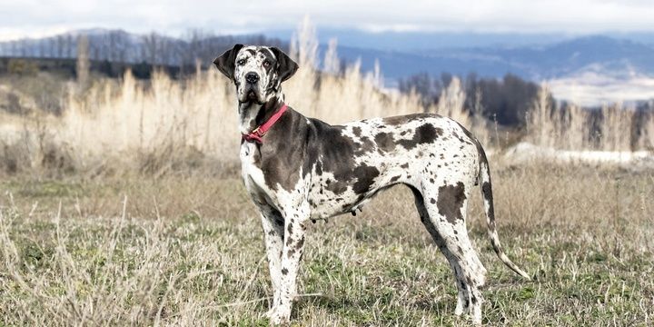 6 Dogs Breeds That Are Too Risky to Keep at Home Great Dane