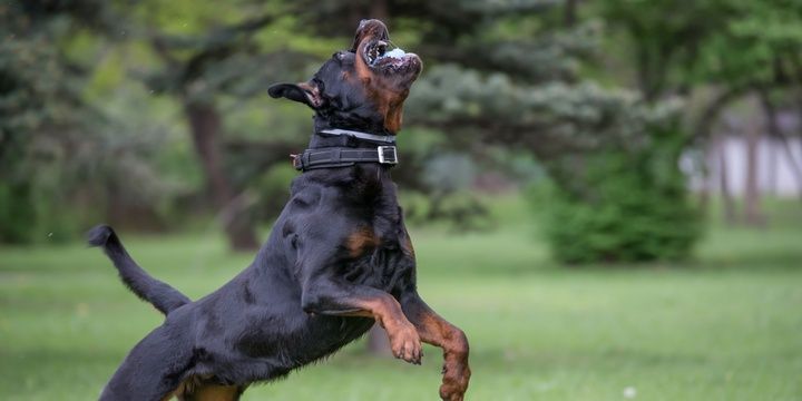 6 Dogs Breeds That Are Too Risky to Keep at Home Rottweiler