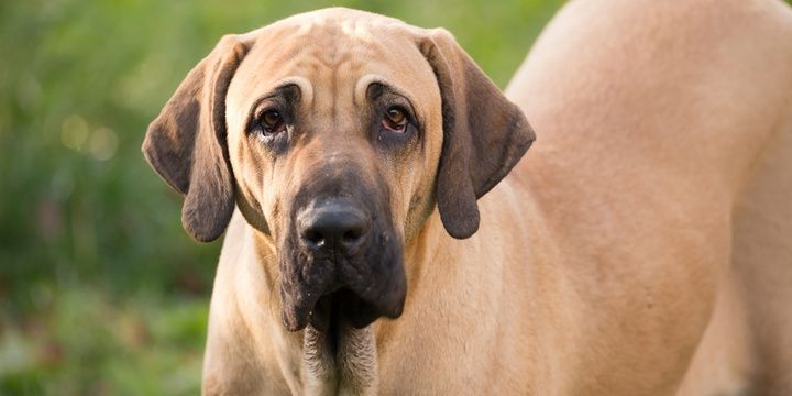 6 Dogs Breeds That Are Too Risky to Keep at Home Fila Brasiliero