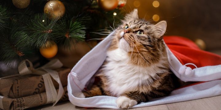 6 Locations for You to Drop By during Christmas Animal shelters